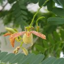 타마린드 이미지