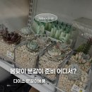 다이소대곡지구점 | 다이소 분갈이 용품 종류 총정리! 화분 흙 영양제까지 한 번에 해결