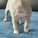 러브애견미용 이미지