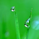 새벽이슬 이미지