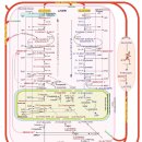 우리몸의 에너지 관리법. GLUCONEOGENESIS 이미지