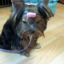 우리집첫째 이미지