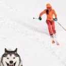 해피하개 이미지