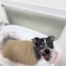 댕그루루 이미지