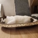 멍냥이노리터 | 🐾 멍냥이노리터 고양이 특대형 스크래쳐 솔직 후기