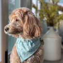 강아지사랑 이미지