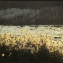 호수의오후 이미지