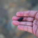 시골다슬기 이미지