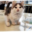 그루밍캐터리 이미지