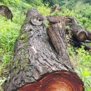 원목나무 통나무 한옥목재,한옥건축용 육송목재팝니다(대량보유) 이미지