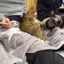 집사의하루 강남점 | 강남이색데이트 깨끗한 고양이카페 집사의하루 강남점 솔직후기