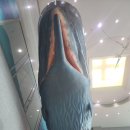 속초해경거진파출소 | 고래교향곡 106호 향고래 만나면