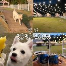 [충북 청주] 애견동반 멍글멍글펫글램핑 내돈내산 솔직후기! +비교