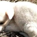 아기강아지 이미지