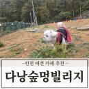 숲멍 | 인천애견카페추천 다남숲멍빌리지 가격 및 시설 이용후기