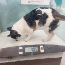 다솜켄넬 이미지