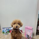 내새끼 펫 | [내 새끼] 귀여운 강아지 시리얼 애니팝 + 펫 밀크 애니유 체험 후기