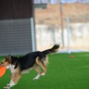 (주)월드펫 이미지