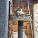 새로나경로당 | 경묘당 경기도 수원 유기묘 고양이보호소 봉사후기