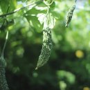 여주-0035 이미지