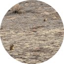 들소 | 먹고 록키마운틴 아스날 국립 야생동물 보호구역에서 무료로 야생들소 Bison 보자 (덴버 시내에서 30분)