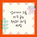 플러스동물메디컬센터 | 영등포구동물병원, 우리 아이 귀 걱정 끝!