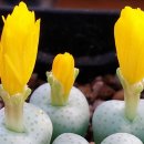 촛불잔치 이미지