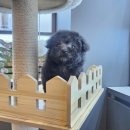 도그마루 강아지 고양이 양산화명점 이미지