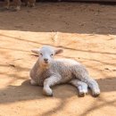 유미목장 이미지