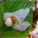 항구일식 이미지