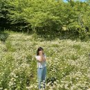 변산 모항 솔향 | 데이지 꽃 맛집 !! 변산 마실길 1 코스, 2코스와 NEW 5코스 샤스타데이지 명소 꽃 개화 상태 및 방문 후기