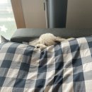 펫클럽 이미지