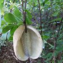 머루다래 이미지