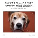 수명연장이 가능해진 동물들 이미지