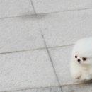 쉬크독 이미지