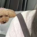 낭만왈왈이 이미지