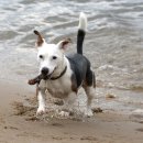 갈매동물병원 이미지