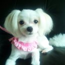 개 키우는 언니 이미지