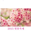 2015 봄꽃 개화시기 & 각지역 벚꽃축제 시기﻿ 이미지