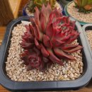 부용슈퍼 이미지