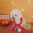 늘 예쁘개 이미지