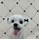 마이멍멍 이미지