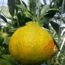 시영농장 이미지