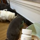 (주)현대그린푸드 위든타워 | 고양이 관절영양제 노령되기 전후 미리미리