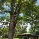 운주골흑염소 이미지