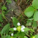 8/1/2026 정기산행 Panorama to Byrd Nest Shelter #4 이미지
