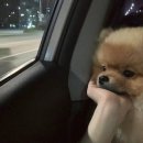 강남메이저의원 | 위암 대학 병원 예약 잡는 법[우리엄마가 위암이라고?]2.메이저 대학 병원 진료 예약