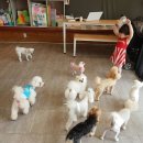 함안 애견샵 러블리펫 이미지