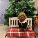 더펫텔 | ［부산 해운대］애견동반 호텔 강아지 전문호텔 더펫텔 프리미엄 스위트 디럭스 더블 연박 후기