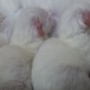 잘난돌스 이미지